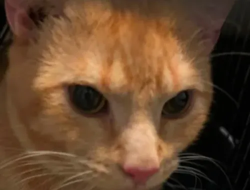 orange Tabby - M • Short Hair