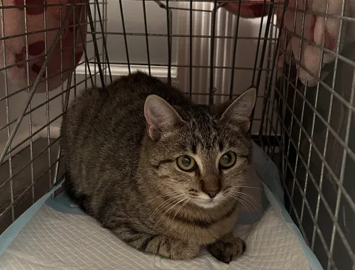 Buns is a br Tabby - F Shorthair