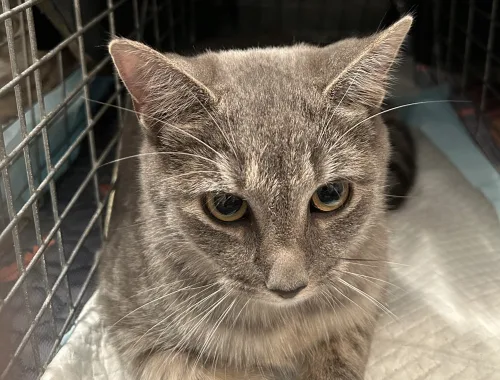 Dusty is a gr/wh Tabby - F Shorthair