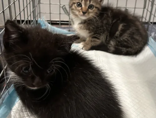 4 kittens by 14th Ave. Pier Out of Harm’s Way Before Winter