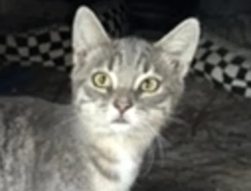 gr/wh Tabby - F • Shorthair