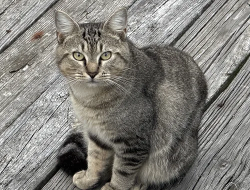 Photo of Bodhi the cat