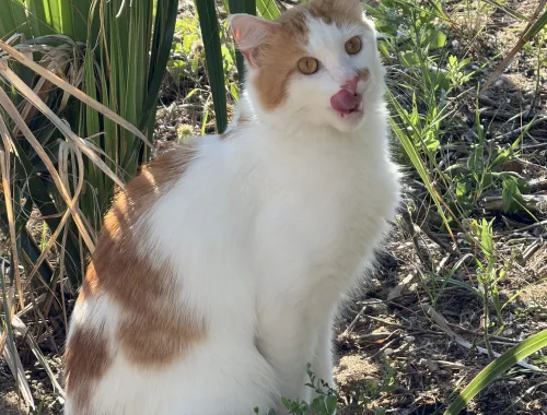 Buttercup on a full tummy