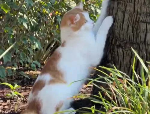 Using his outdoor scratching pole