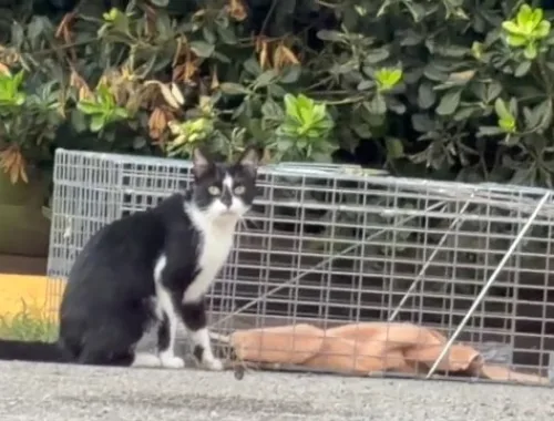 COTB By the Numbers: 40 Cats Year to Date