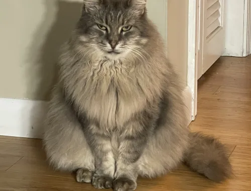 Danny showing off his winter coat!