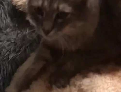 Danny realizing being an indoor cat has benefits!