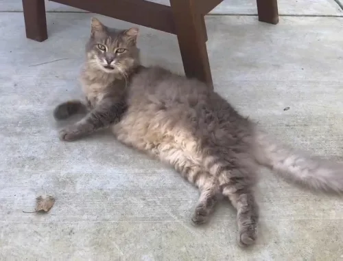 Danny lounging on his new patio.