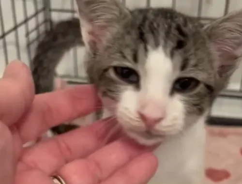 Dehydrated and Starving Kitty Starts a New Chapter