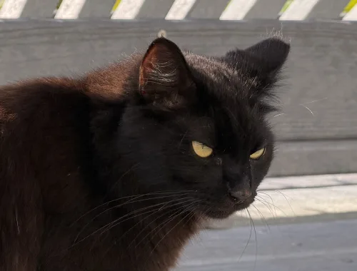 Another sweetie of the Boardwalk