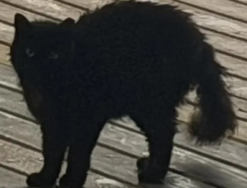 Only her tail betrays her at night