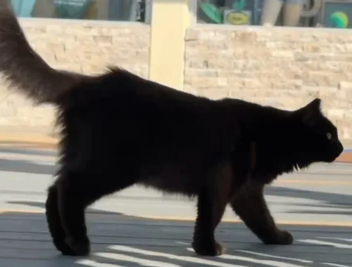 Going for a morning stroll