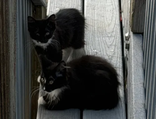 Kitten Fostered and Adult ‘Mia’ Rehomed