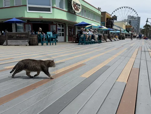 Iconic Myrtle Beach cat and boardwalk