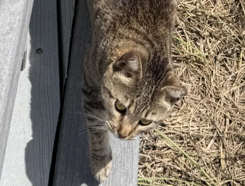 Photo of Mama the cat