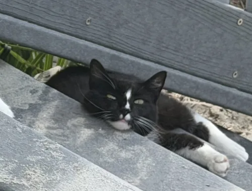 Beach-access stairs double as a perch