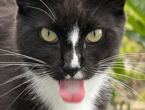 SIlly kitty Midnight