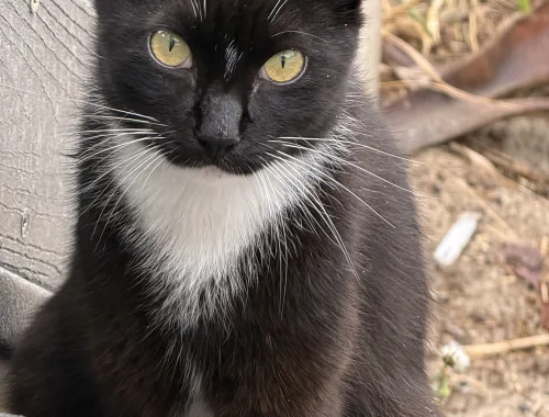Wanna see my white mittens?