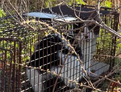 42 Boardwalk Cats Trapped in 9 Months