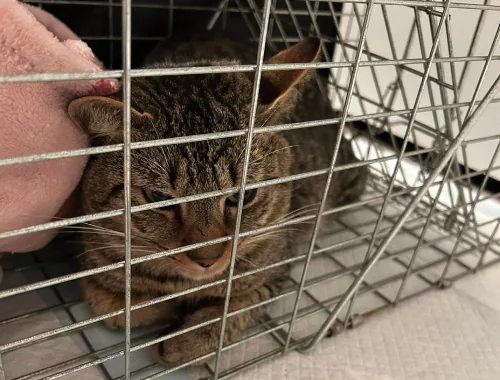 42 Boardwalk Cats Trapped in 9 Months