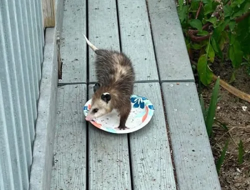 Ten Cats Still Roaming: Why Feeding Them Makes It Harder