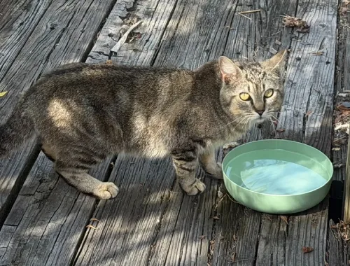 Ten Cats Still Roaming: Why Feeding Them Makes It Harder