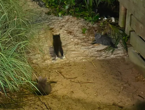 Mom and Kittens Now Safe, Eating, Resting