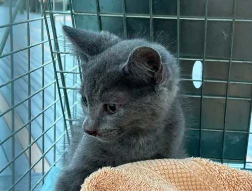 Mom and Kittens Now Safe, Eating, Resting