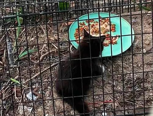 Mom and Kittens Now Safe, Eating, Resting