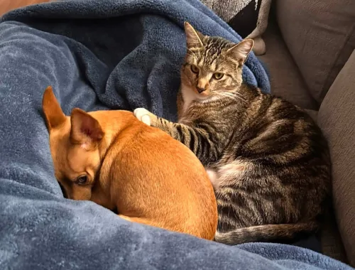 The Story of How I Adopted Mufasa