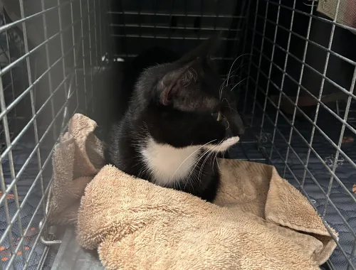 Another TNR Success Story off Ocean Ave. South