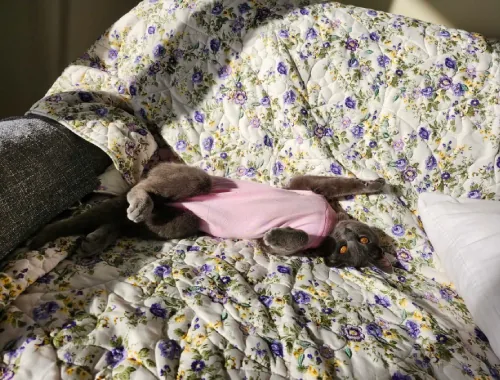 Photo of Babydoll the cat