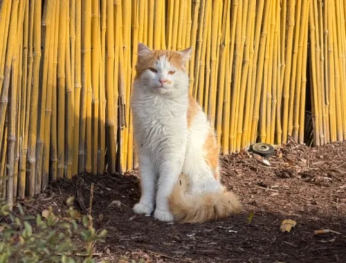 Photo of Buttercup the cat