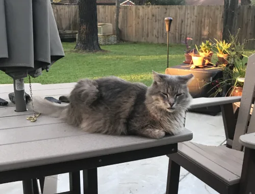 Photo of Danny the cat
