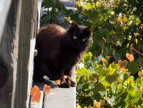Photo of Fluffball the cat