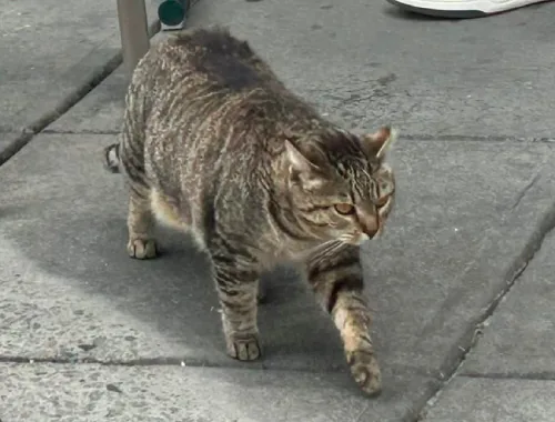 Photo of Mama the cat