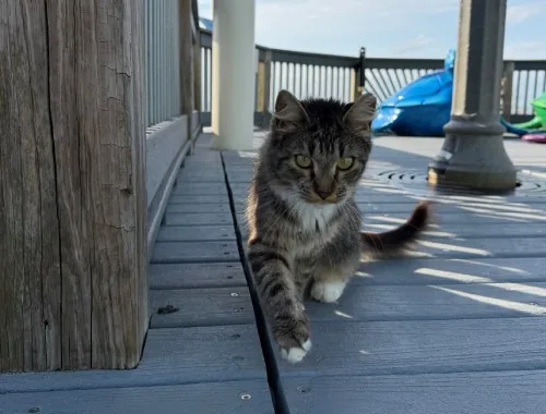 Photo of Mia the cat