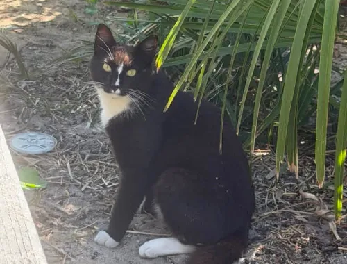 Photo of Midnight the cat