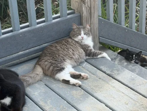 Photo of Remy the cat