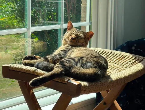 Photo of Reuben the cat