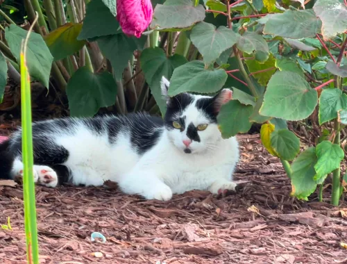 Photo of Scooter the cat