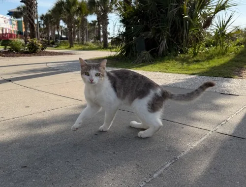 Photo of Screech the cat
