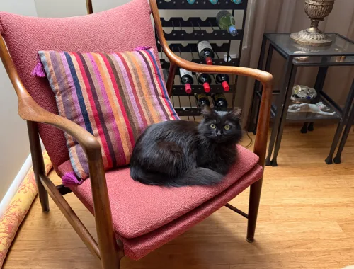 Photo of Shadow the cat