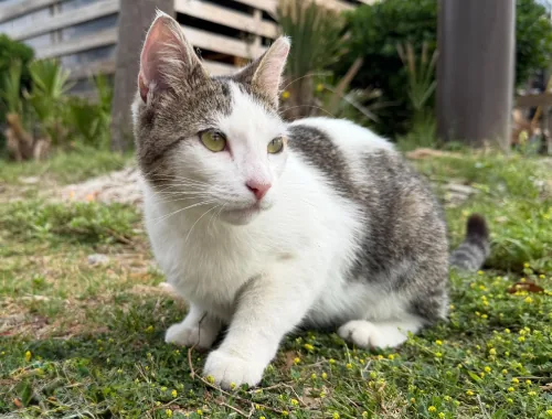Photo of Sharkey the cat