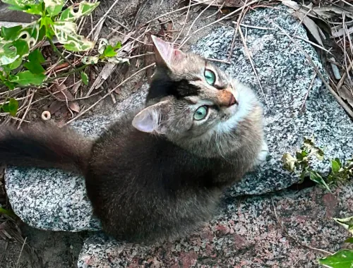 Photo of Sky the cat