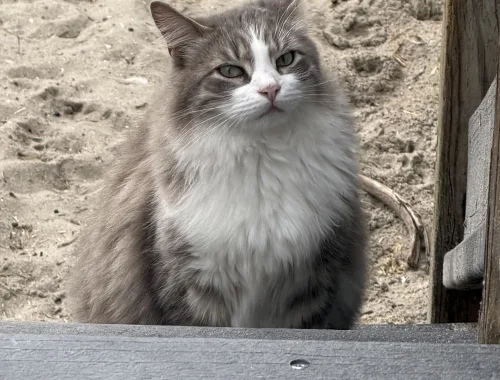 One of the most approachable cats of the boardwalk
