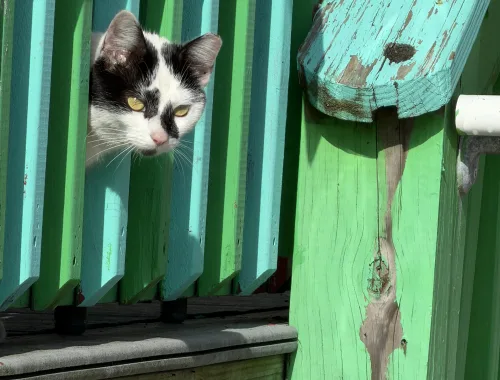 Patio-peeking Scooter