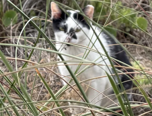 Occasionally spotted in the dunes