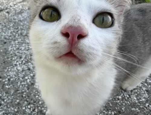 Gimme treats!