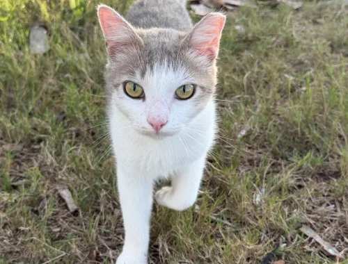 Photo of Screech the cat